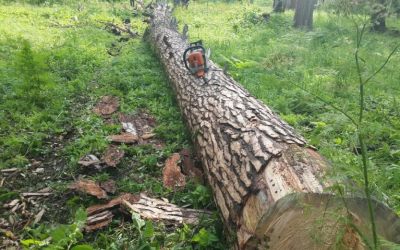 Спил и вырубка деревьев, корчевание пней - Москва, цены, предложения специалистов